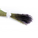 Petit bouquet de Lavande