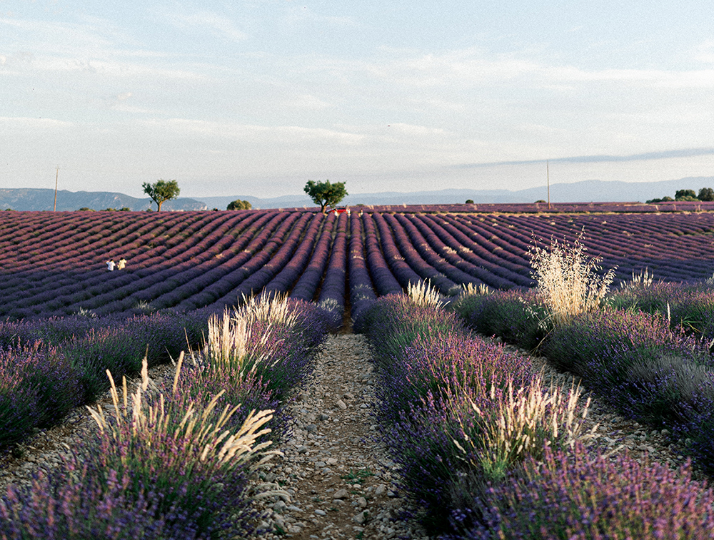 Les secrets de la récolte de la lavande en Provence : floraison, types et  bienfaits…