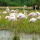 CAMARGUE RED RICE, THE NEW BEAUTY ALLY
