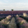 Les secrets de la récolte de la lavande en Provence : floraison et bienfaits !