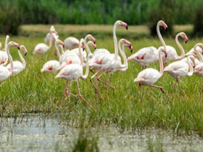 Riz rouge de Camargue, le nouvel allié beauté