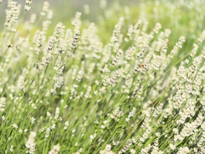 La lavanda bianca, una varietà poco conosciuta