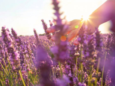 Provençal culinary traditions centered around lavender and honey