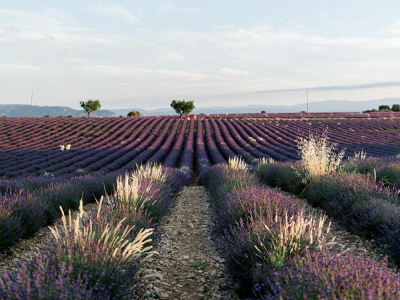 Les secrets de la récolte de la lavande en Provence : floraison et bienfaits !